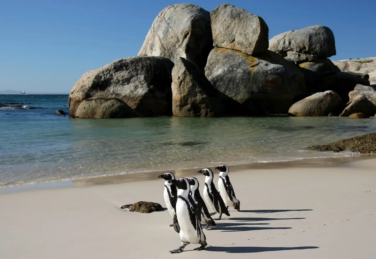 Cape Town Penguins on the beach at Boulder Bay