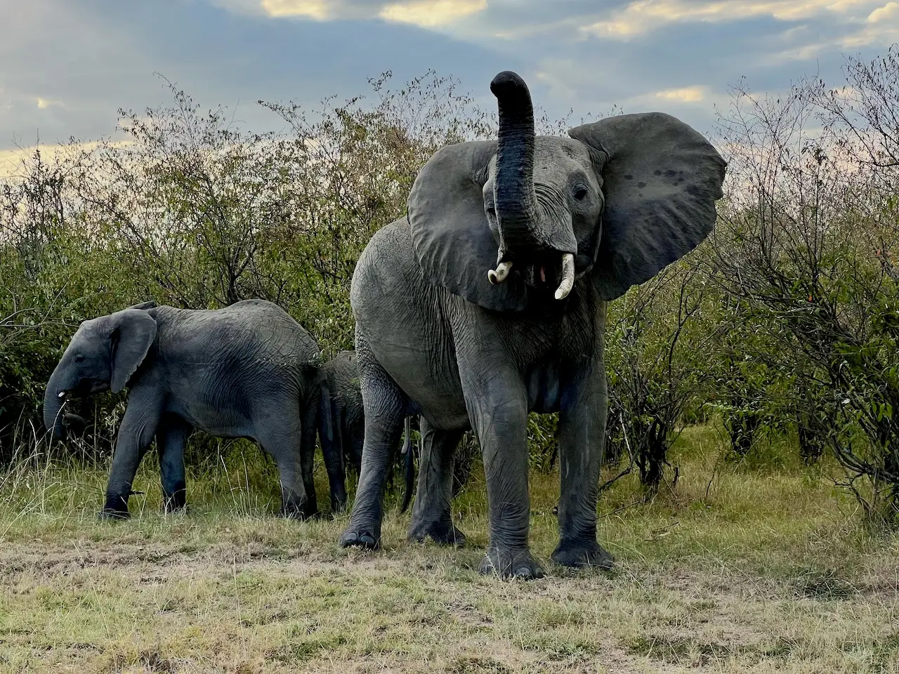 2 elephants while out on a safari in Masai Mara, Africa