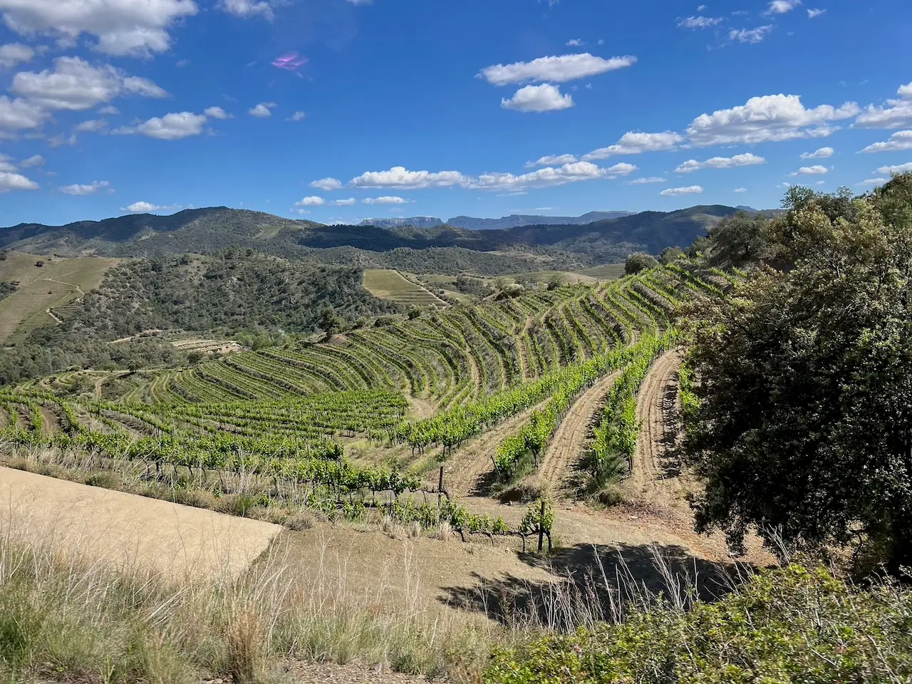 Image of terraced vineyards near Barcelona