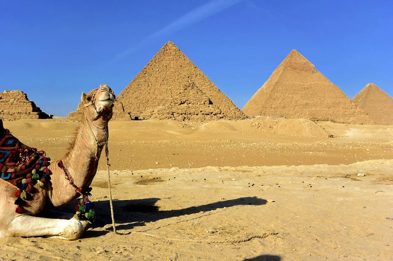picture of a camel against the great pyramids in Giza Egypt