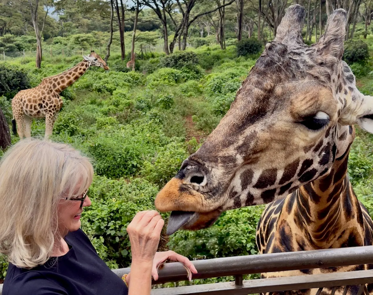 Author feeding a giraffe at Giraffe Manor