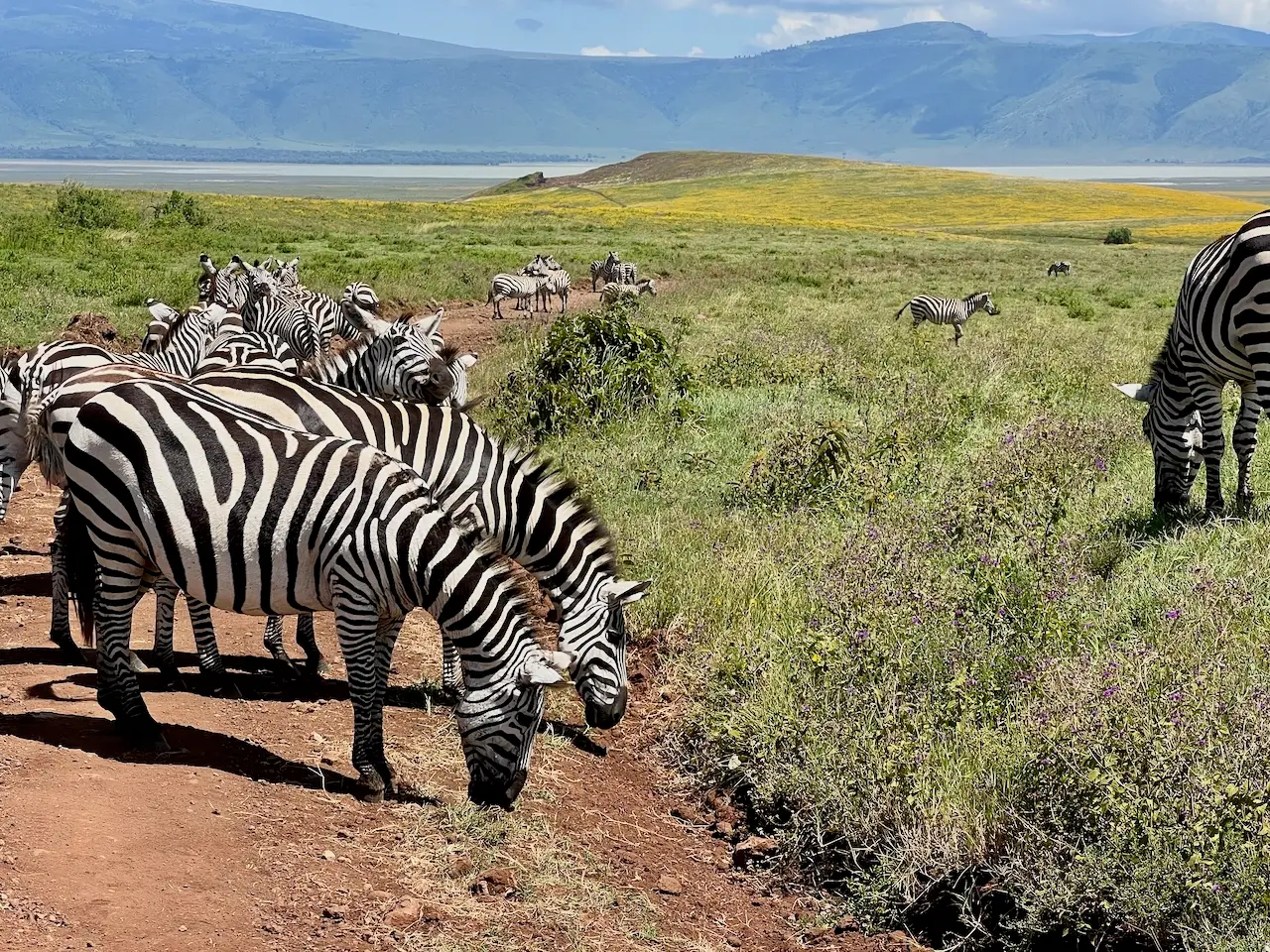 Photo of grazing ezbras in the Ngorongoro crater