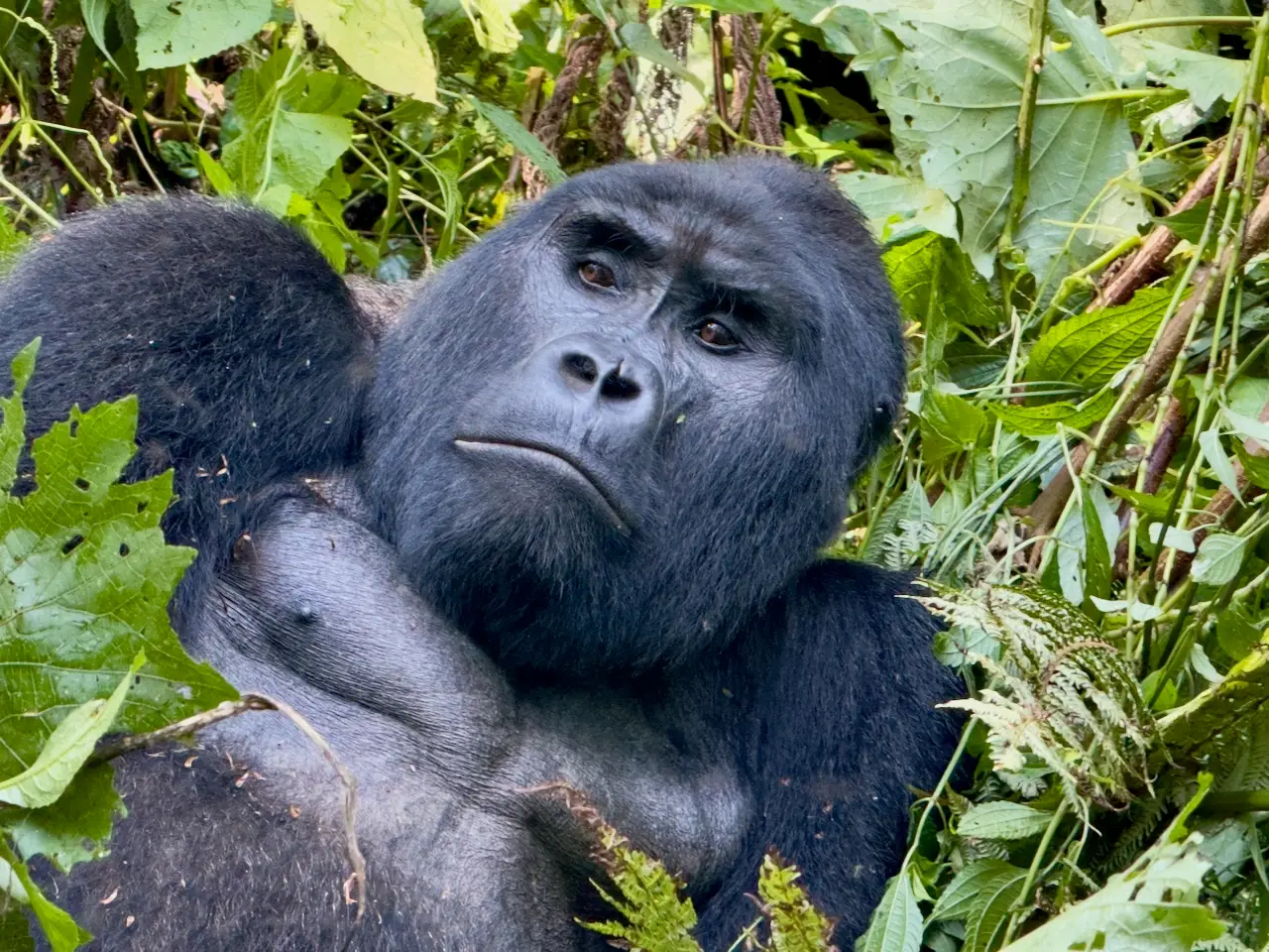 gorilla reclining in the bush of Uganda.