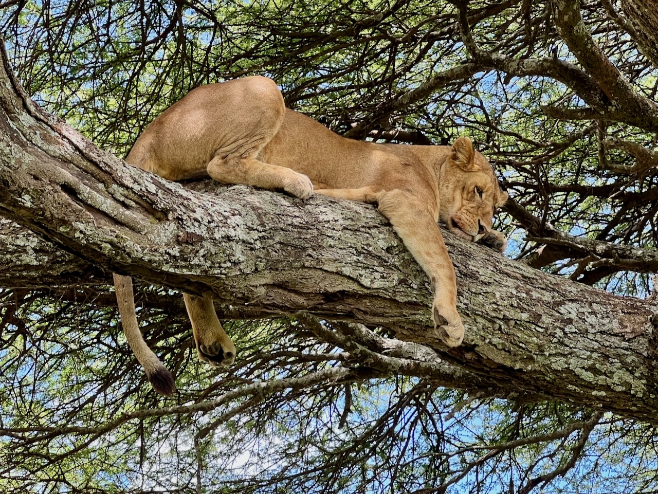 Photo of a lioness in a tree in Tanzania
