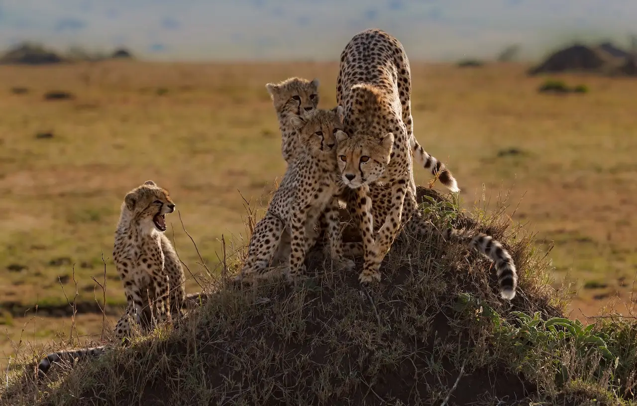 Cheetah family