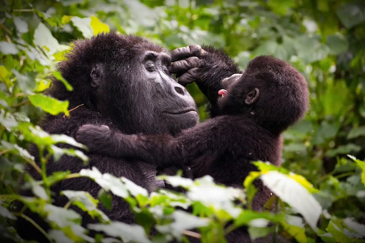 A mother gorilla playing with her baby in a forest in Uganda