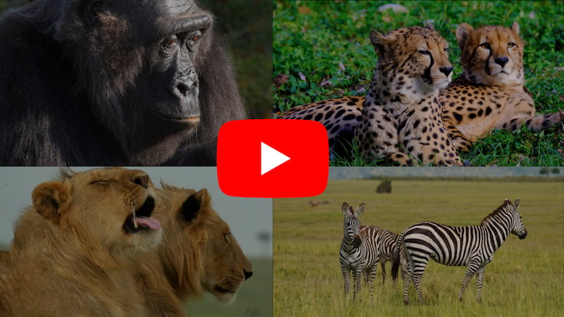 animals with a Youtube play button