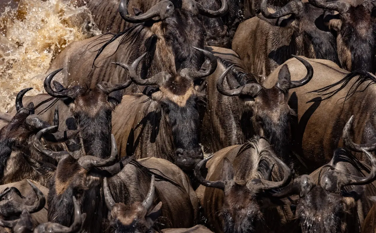 The Great Migration - Maasai Mara, Kenya