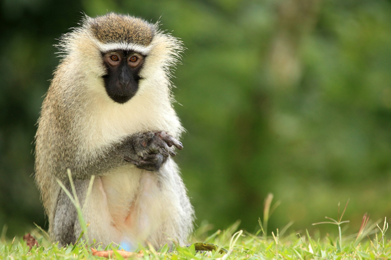 Vervet monkey, Uganda